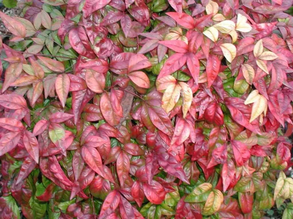 Nandina domestica
