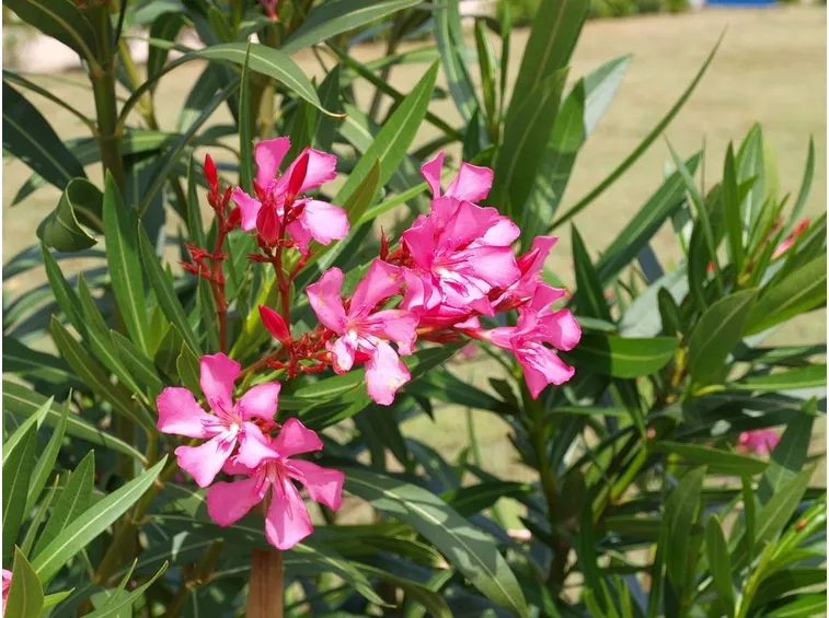 oleander