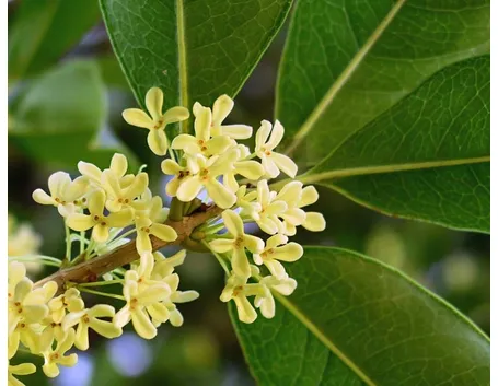 Tipologia di osmanthus