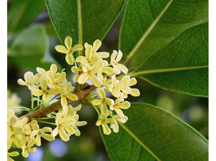 Tipologia di osmanthus