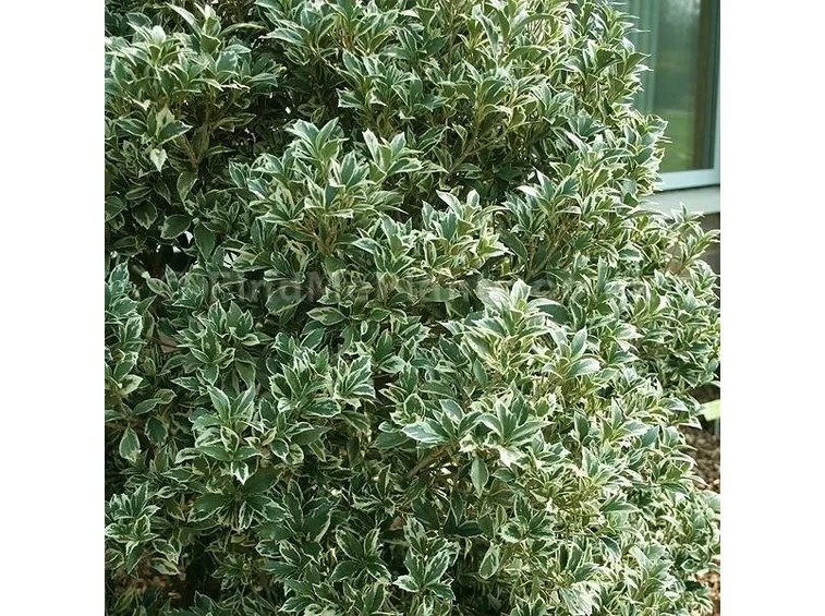 Varietà di osmanthus