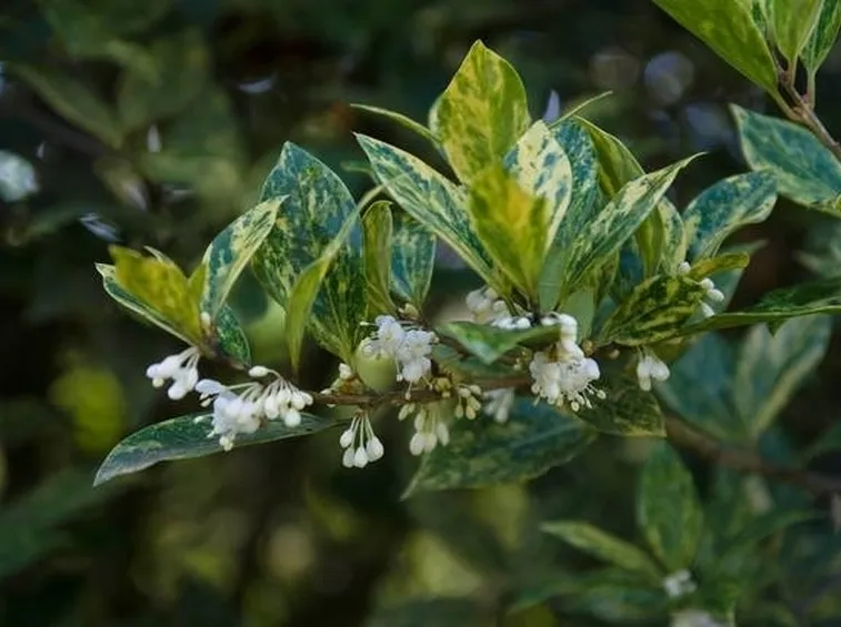 Fiori di osmanthus con foglie