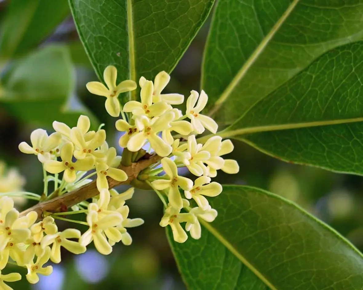 Tipologia di osmanthus