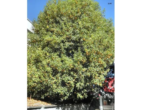 un osmanthus fragrans all'approssimarsi dell'autunno  fonte: http//2.bp.blogspot.com
