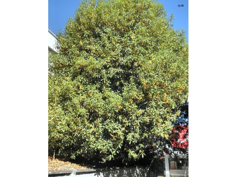 un osmanthus fragrans all'approssimarsi dell'autunno  fonte: http//2.bp.blogspot.com