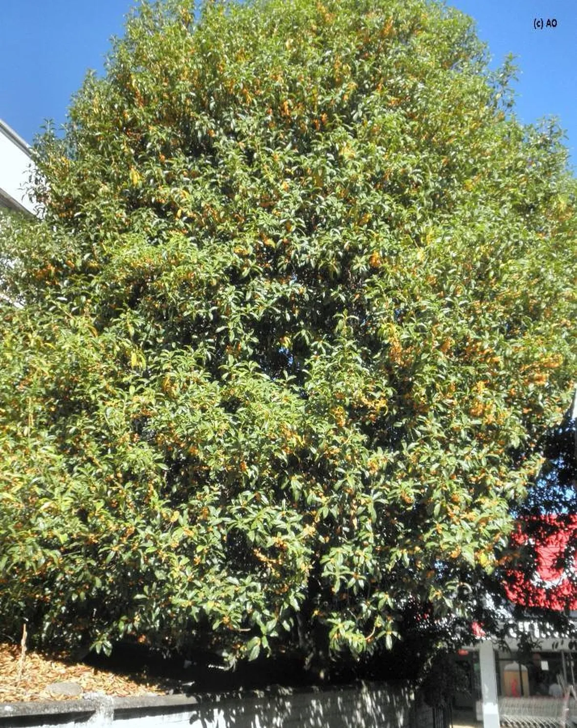 un osmanthus fragrans all'approssimarsi dell'autunno  fonte: http//2.bp.blogspot.com