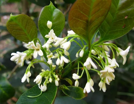 Fiore di osmantus