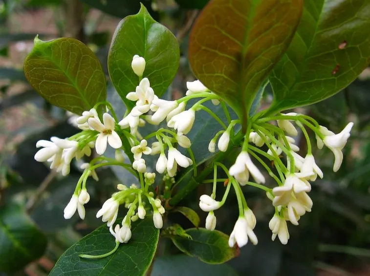 Fiore di osmantus