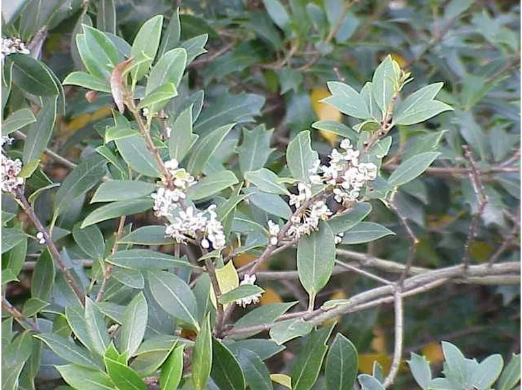 Pianta di osmantus