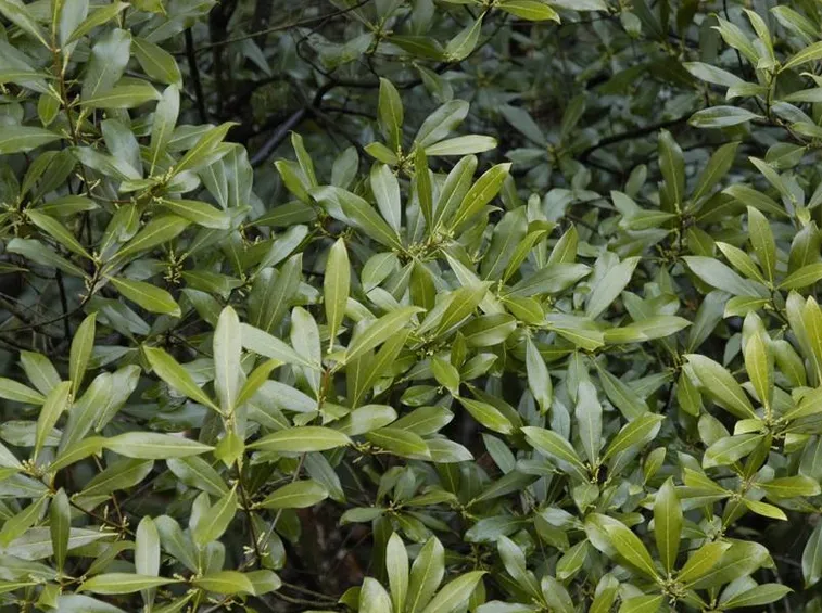 Pianta di osmantus