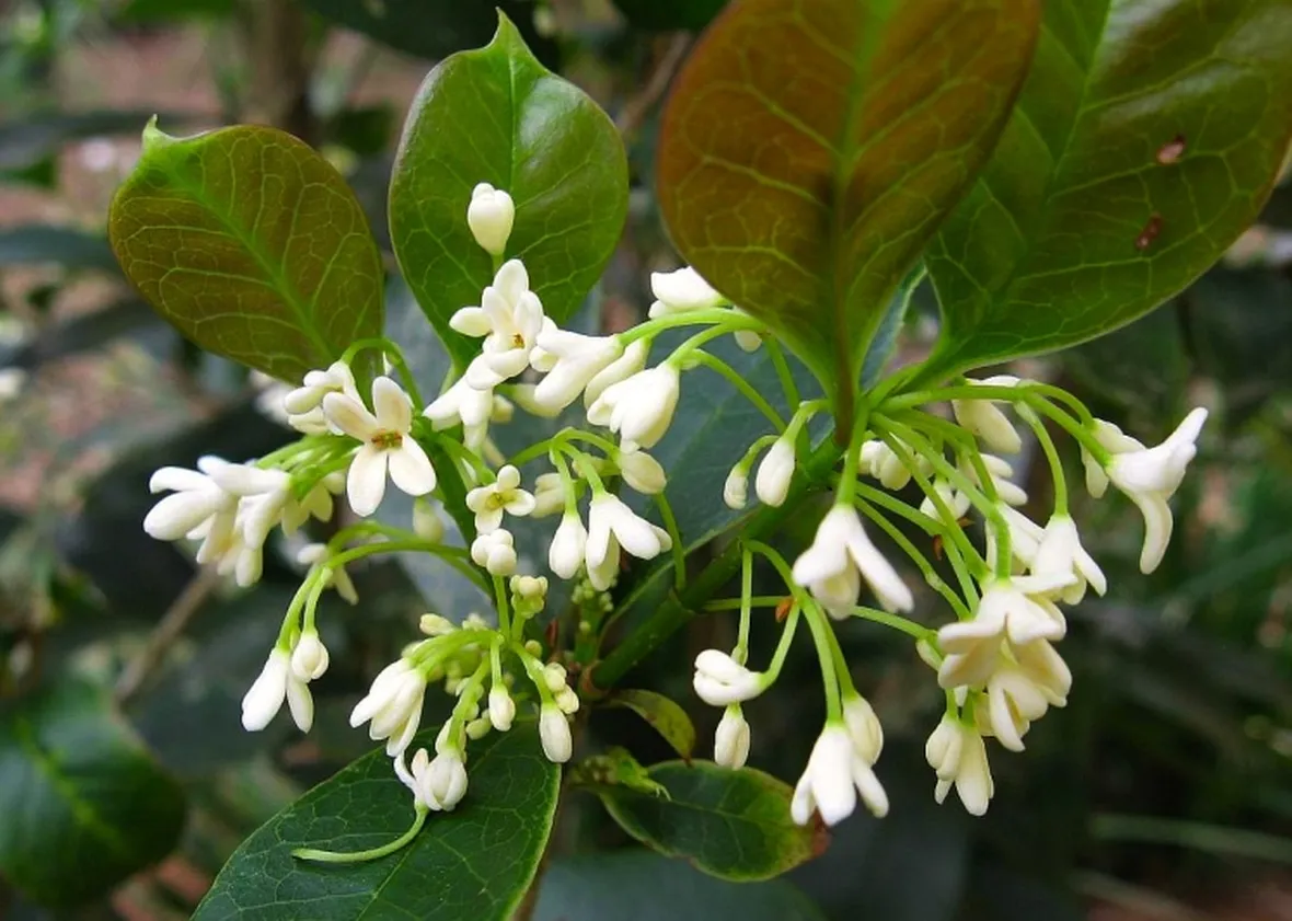 Fiore di osmantus