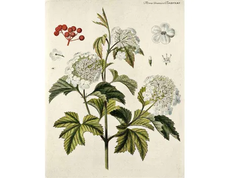Disegno botanico del viburnum opulus, o palla di neve