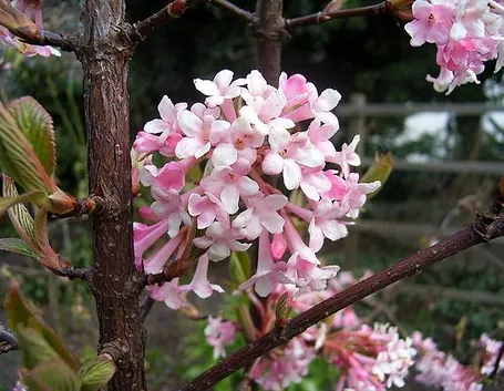 Fiore di Palla di neve