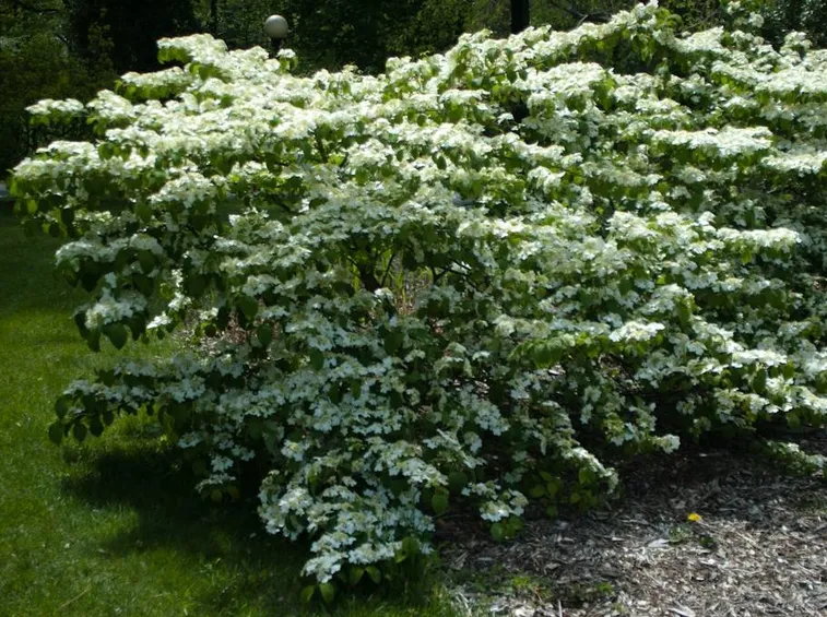 Un esemplare solitario di Viburnum