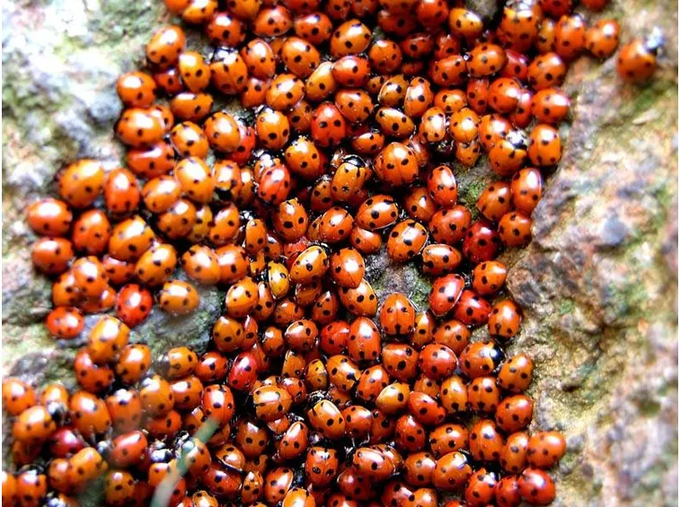 Le truppe.....biologiche