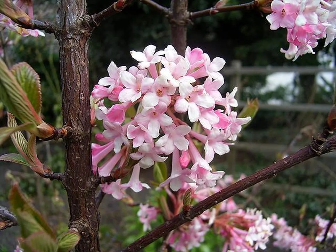 Fiore di Palla di neve