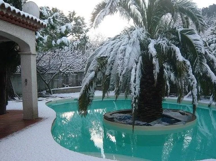 Phoenix canariensis