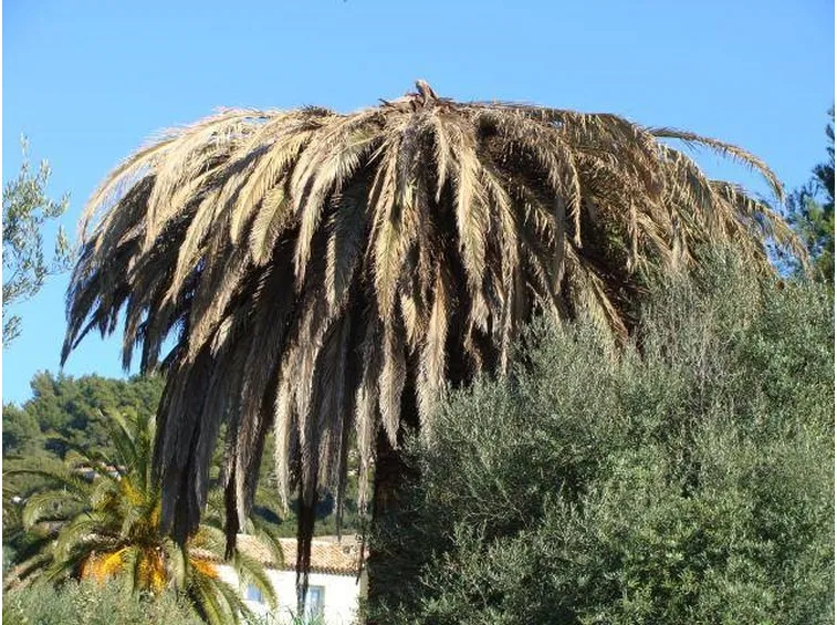 palma infestata dal punteruolo rosso