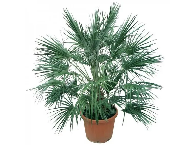 chamaerops humilis