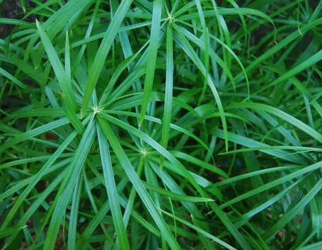 papiro cyperus alternifolius