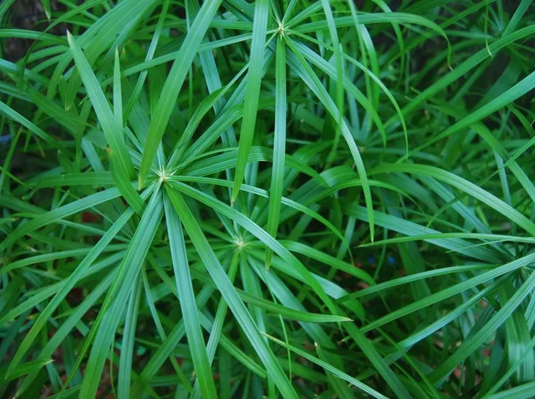 papiro cyperus alternifolius