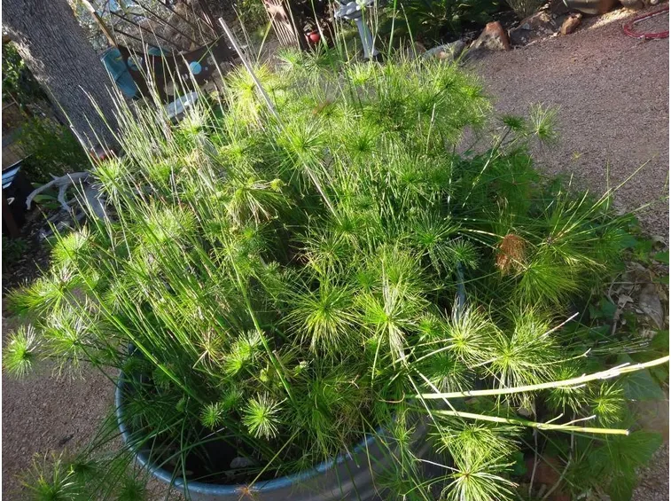 pianta del papiro