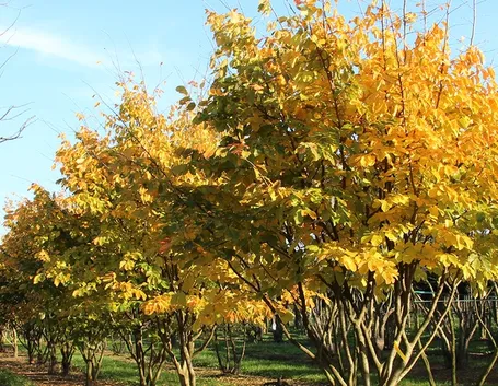 Parrotia persica