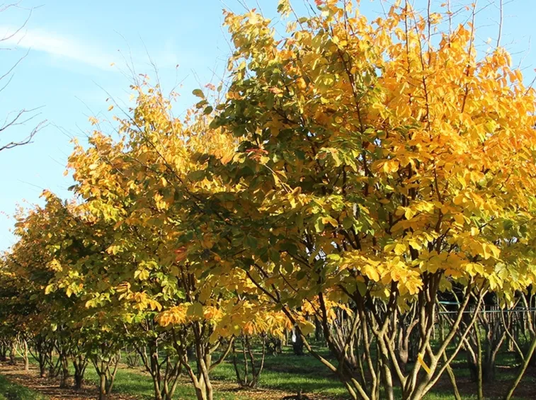 Parrotia persica