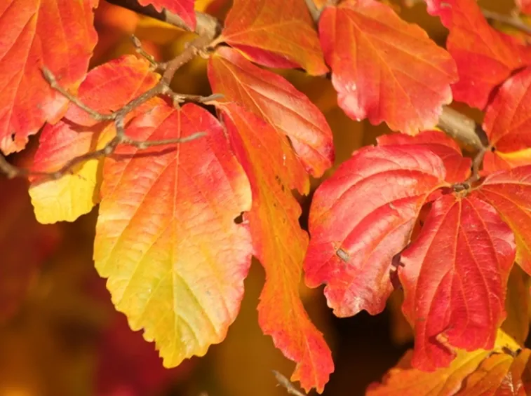 Parrotia persica foglie