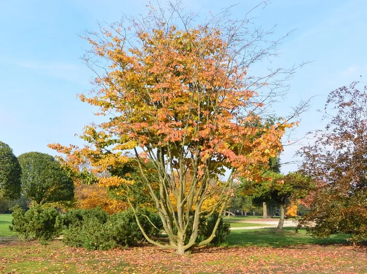 Malattie piante giardino