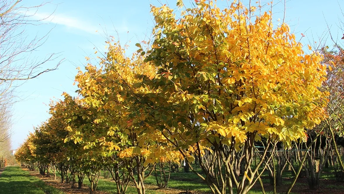 Parrotia persica