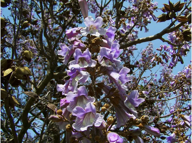 Fiori paulonia
