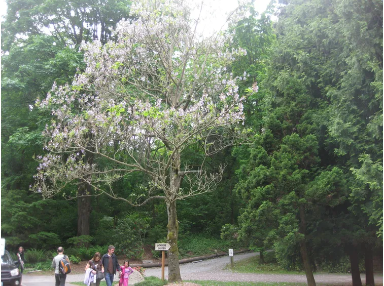 Paulownia tomentosa