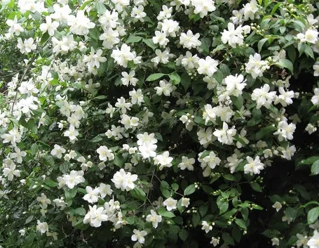 Pianta di Philadelphus.