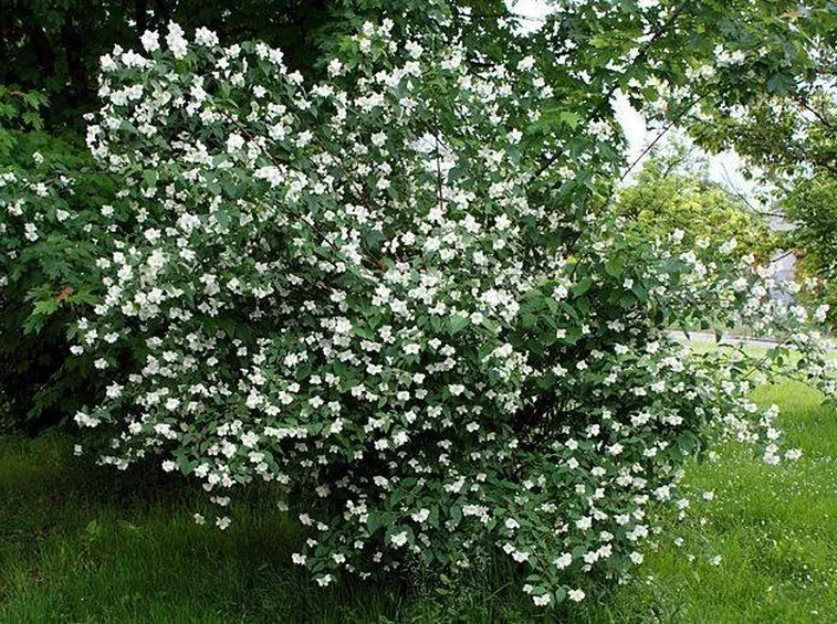 Esempio di Philadelphus coronarius.
