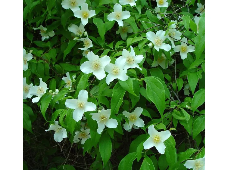 Dettaglio infiorescenze Philadelphus.