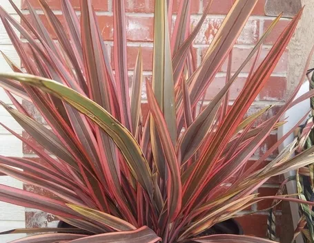 Phormium pianta