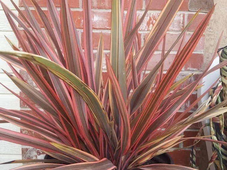 Phormium pianta