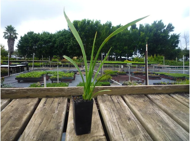 Phormium formio
