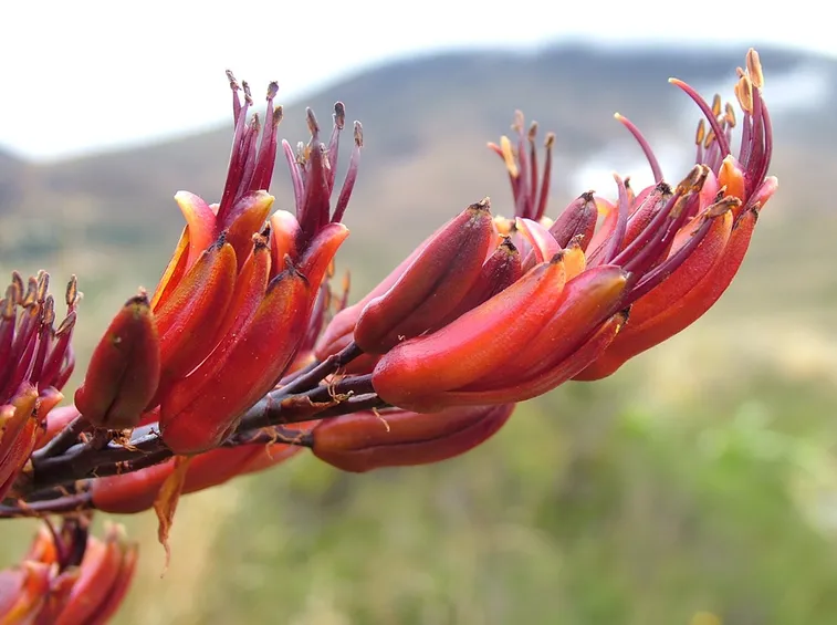 Phormium fiore