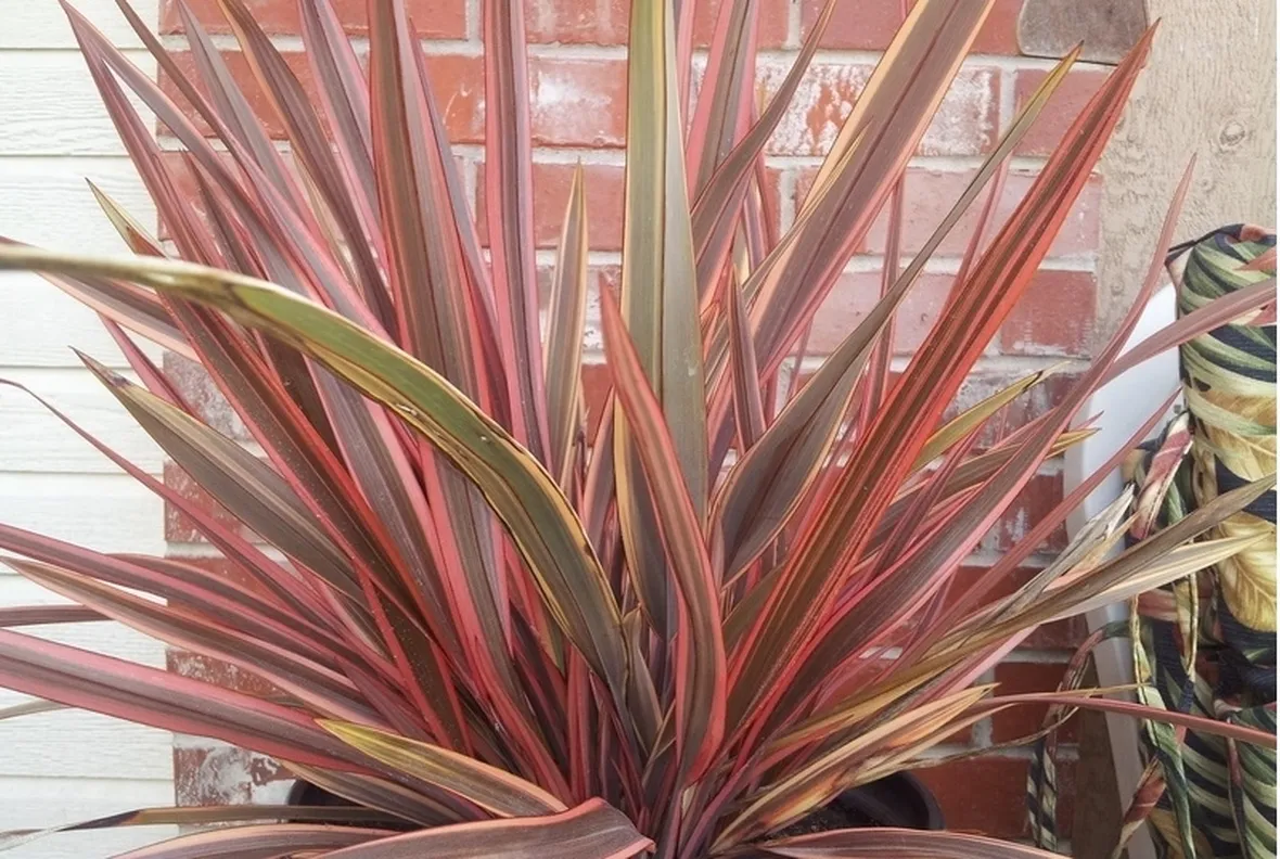 Phormium pianta