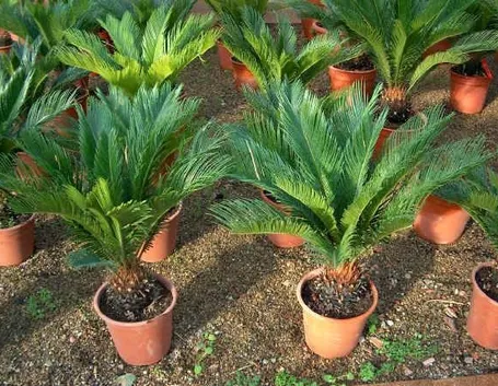Piante di cycas