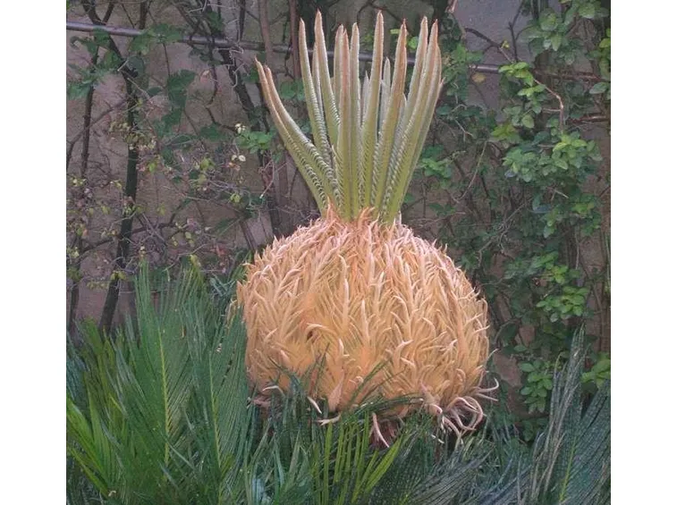 Una pianta cycas