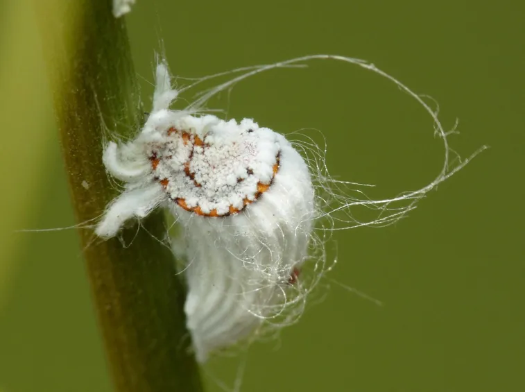 La cocciniglia