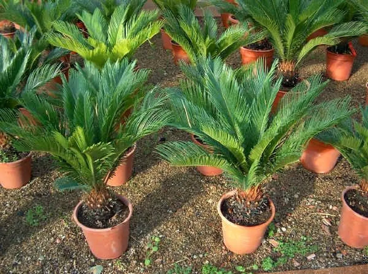 Piante di cycas
