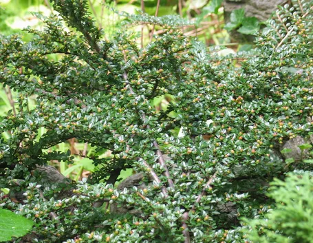 Cotoneaster