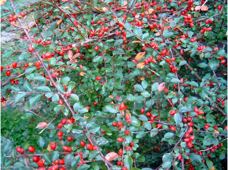 Cotoneaster parco