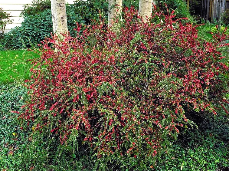 Pianta cotognastro