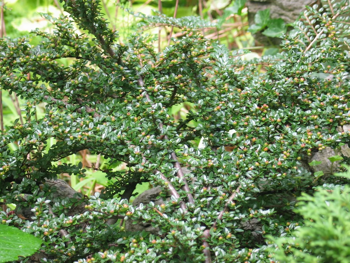 Cotoneaster