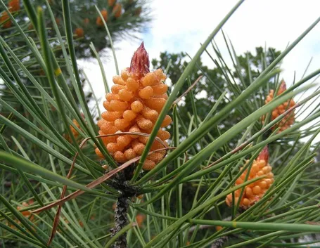 Pinus pinaster, particolare di foglie e frutto